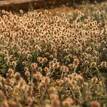 I Sette Coni Apartment *