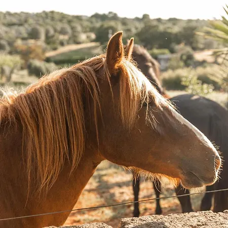 I Sette Coni Cisternino