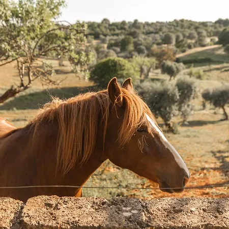 I Sette Coni Appartamento Cisternino
